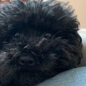 Meet your Posher, Thomas